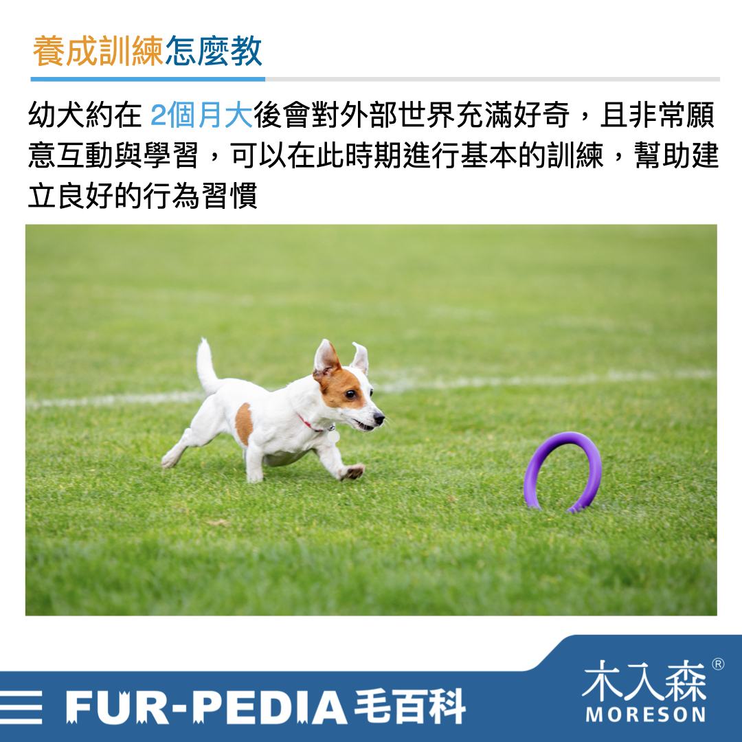 新手大戰幼犬!小狗怎麼養才對?! 新手大戰幼犬!小狗怎麼養才對?!
